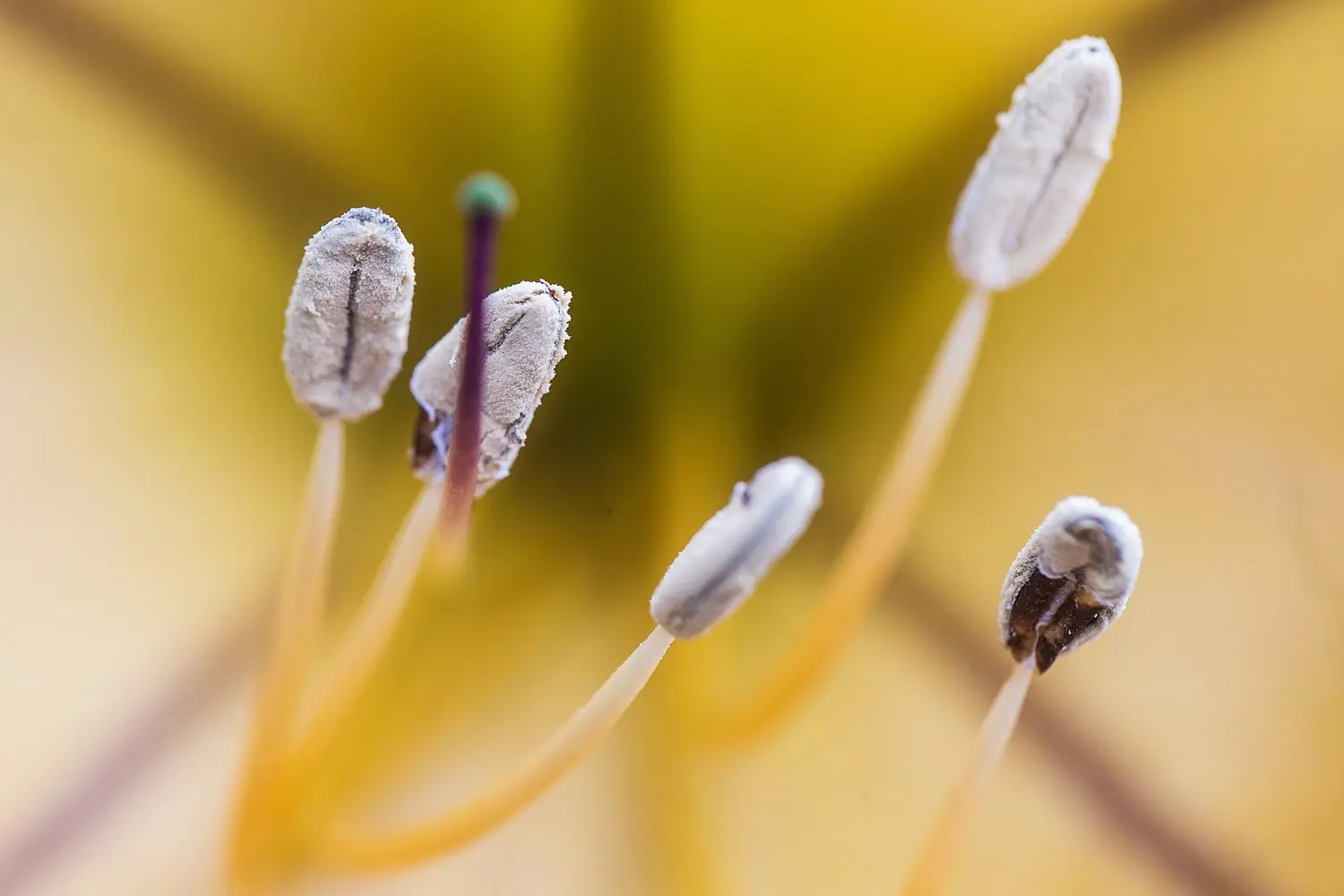 Fotografia makro w domu: jak robić zdjęcia małych przedmiotów